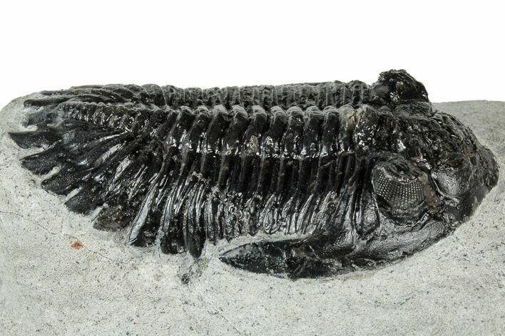 Hollardops Trilobite Fossil - Ofaten, Morocco #311259